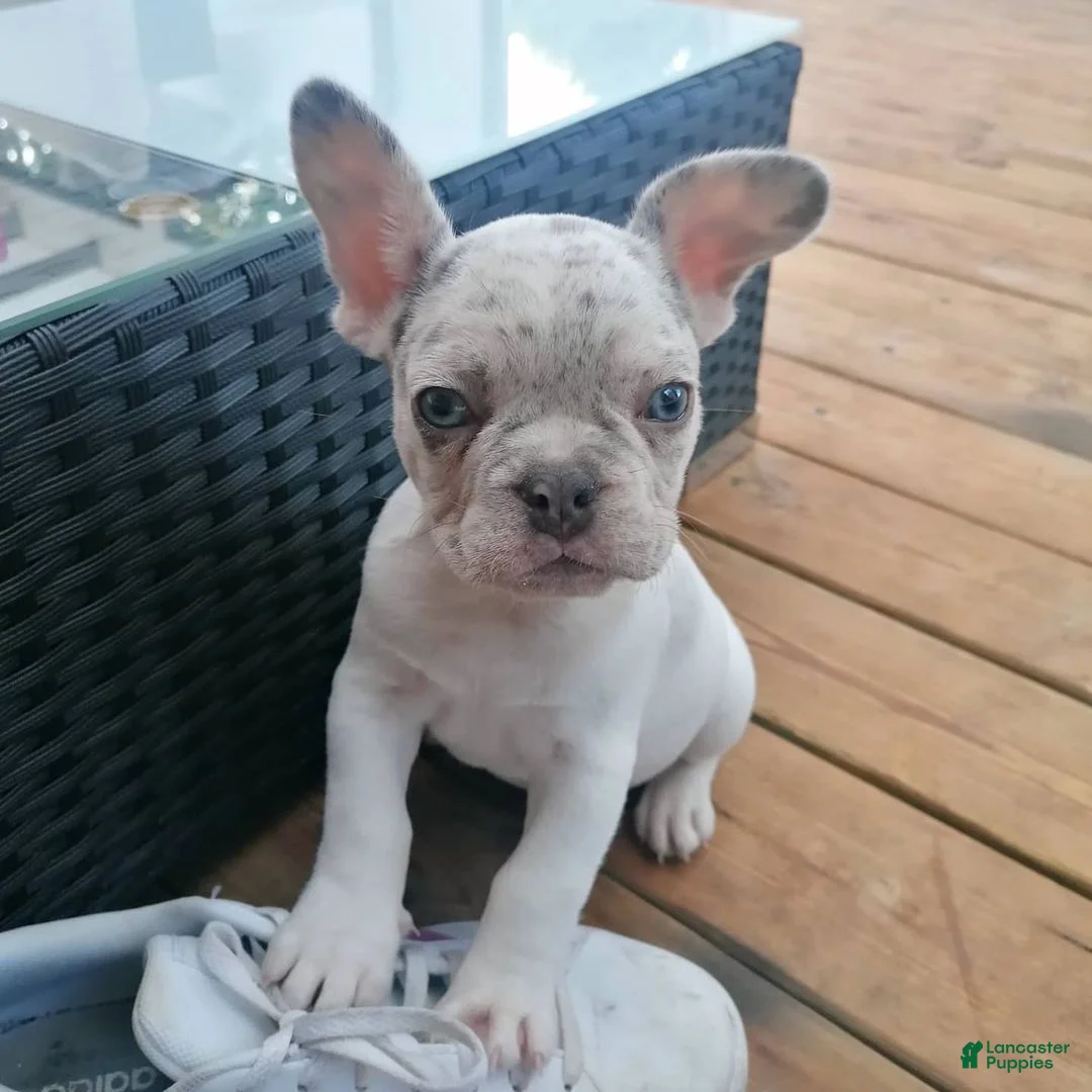 French Bulldog dogs for sale: Merle - Ad 2
