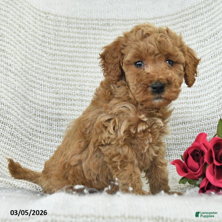 Mini Goldendoodle dogs Jewel - Ad 2