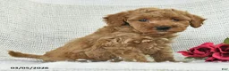 Mini Goldendoodle dogs for sale: Jewel - Ad 2