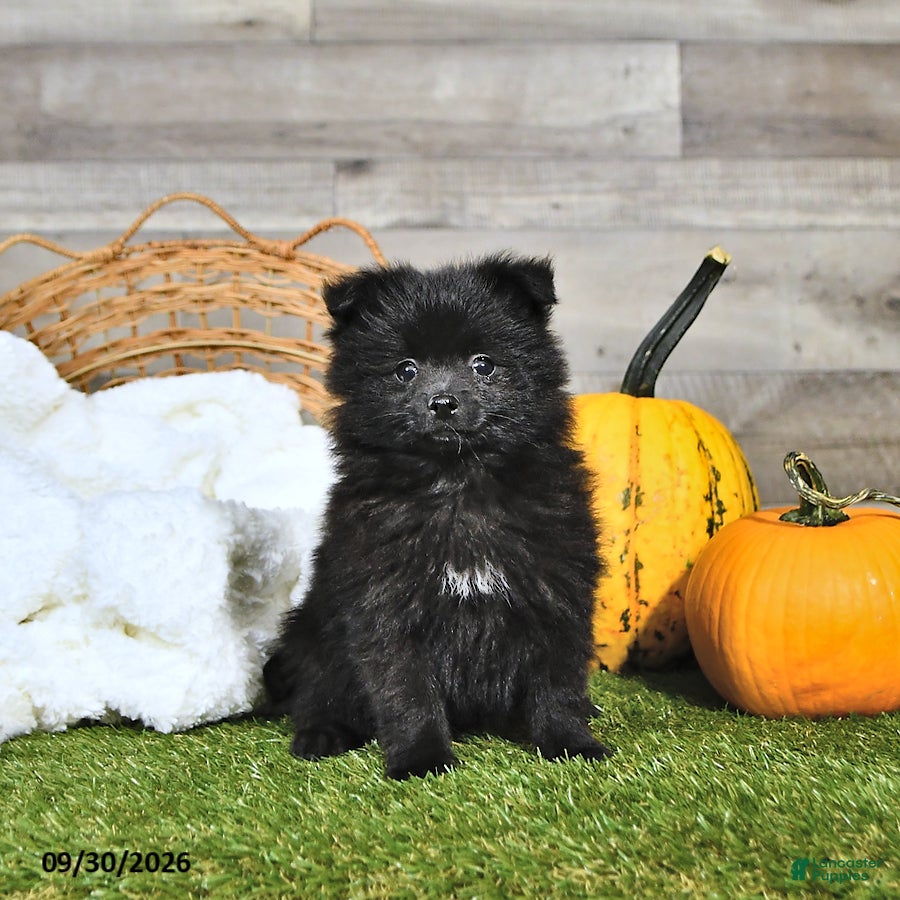 Pomeranian dogs Nicholas - Ad 1