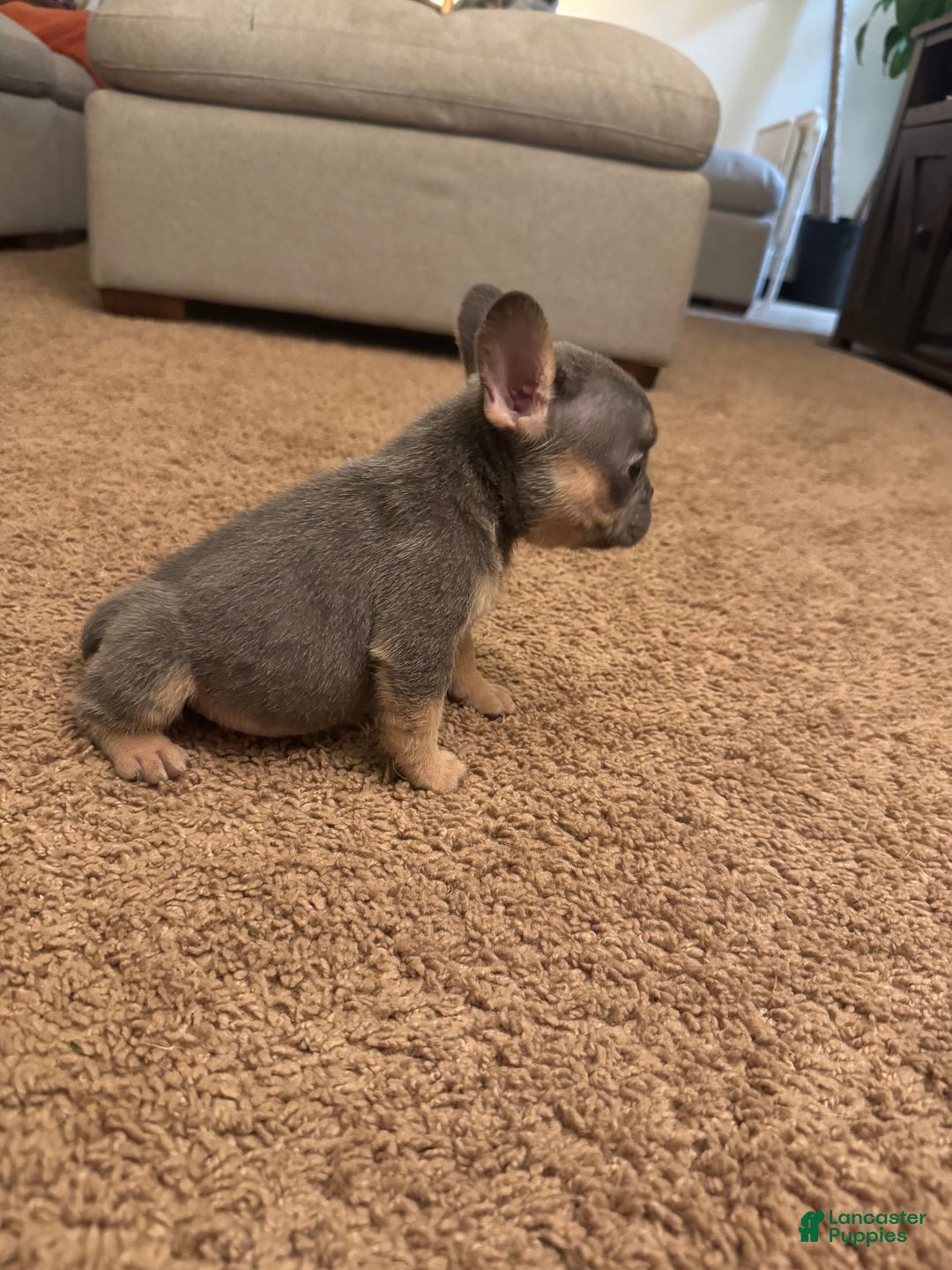 French Bulldog dogs for sale: French Bulldog Puppy 1 - Ad 3