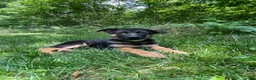 German Shepherd dogs for sale: Rocky - Ad 1