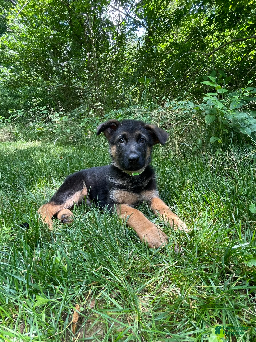 German Shepherd dogs for sale: Rocky - Ad 1
