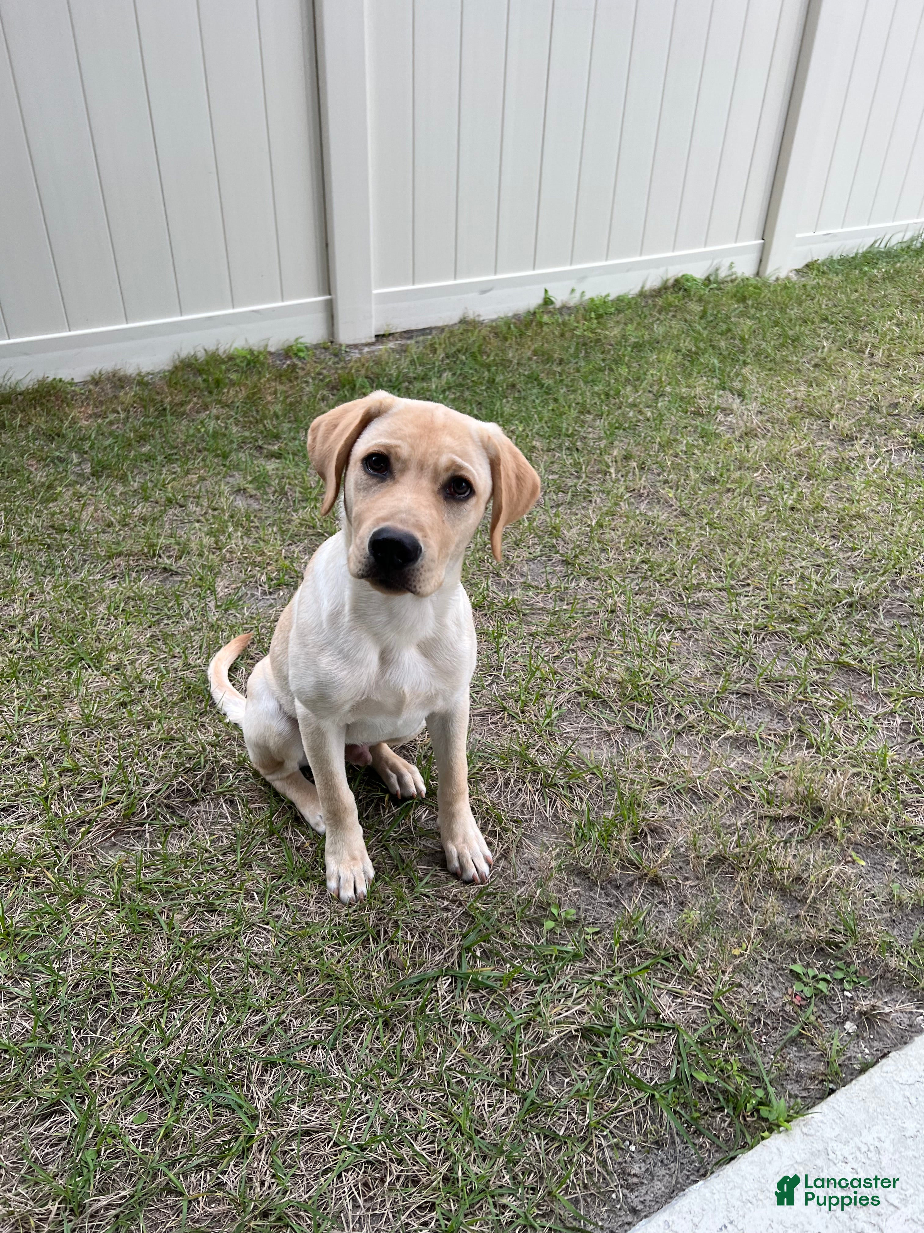 Labrador Retriever dogs Labrador Retriever Puppy 1 - Ad 3