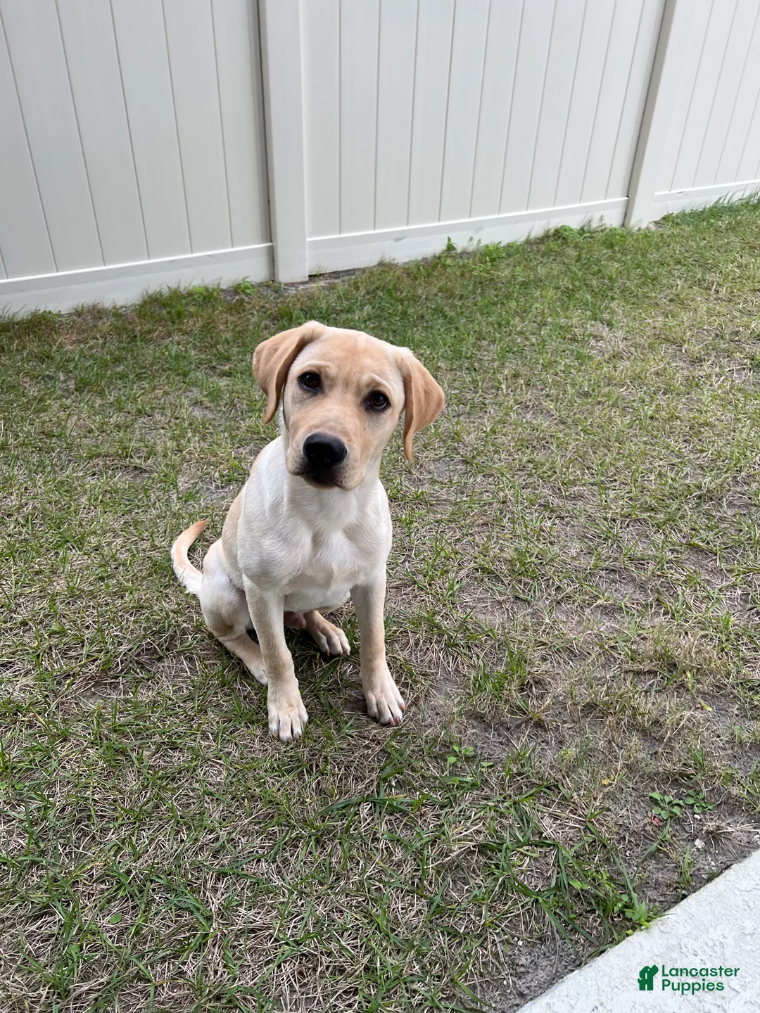 Labrador Retriever dogs for sale: Labrador Retriever Puppy 1 - Ad 1