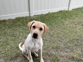 Labrador Retriever dogs Labrador Retriever Puppy 1 - Ad 3