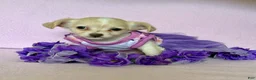 Chiweenie dogs for sale:  Sophia - Ad 5