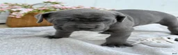 Cane Corso dogs for sale: Baron - Ad 18