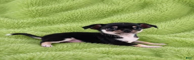 AKC Peter