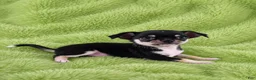 Chihuahua dogs for sale: AKC Peter - Ad 1