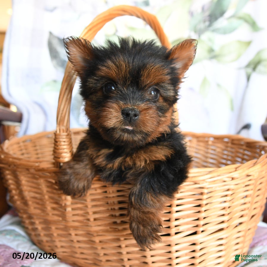 Yorkshire Terrier dogs Lady - Ad 1