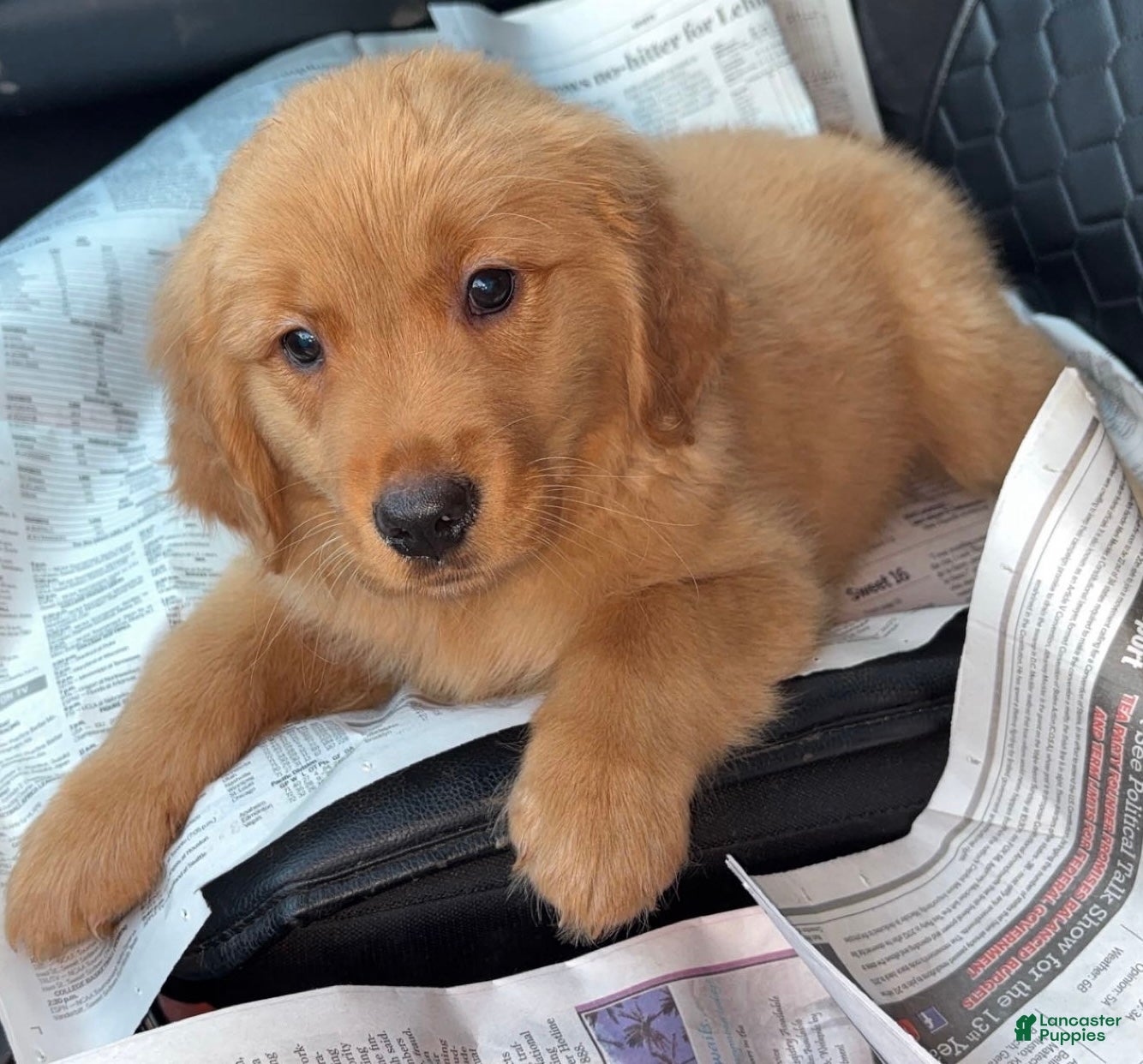 Golden Retriever dogs Golden Retriever Puppy 1 - Ad 1