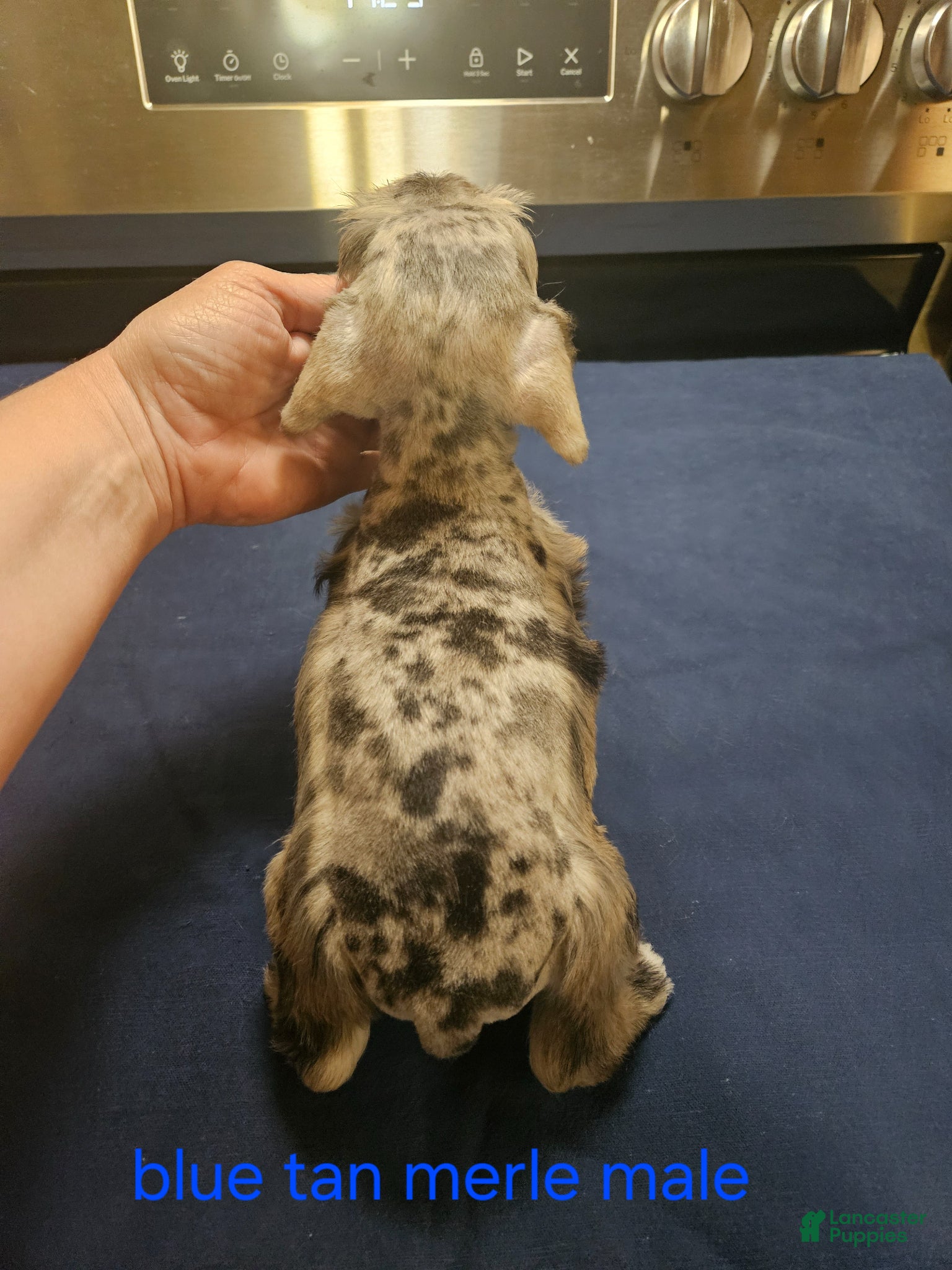 Miniature Schnauzer dogs for sale: Blue tan merle male  - Ad 4