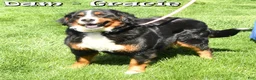 Mini Bernedoodle dogs for sale: Lexie - Ad 10