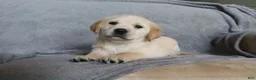 Goldador dogs for sale: Sugar  - Ad 4