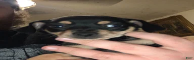Chiweenie Puppy 6
