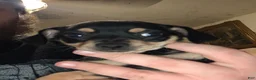 Chiweenie dogs for sale: Chiweenie Puppy 6 - Ad 1