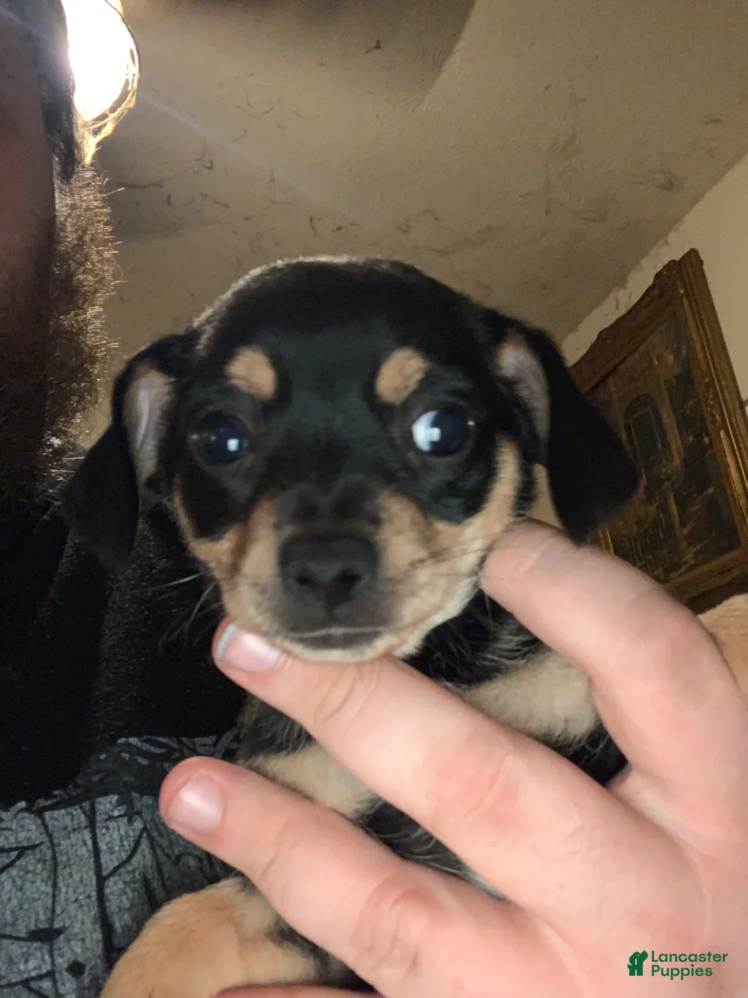 Chiweenie dogs for sale: Chiweenie Puppy 6 - Ad 1