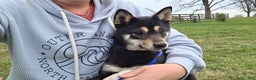 Shiba Inu dogs for sale: Shiba Inu Puppy 1 - Ad 1