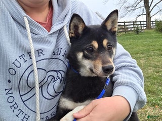 Shiba Inu dogs Shiba Inu Puppy 1 - Ad 22