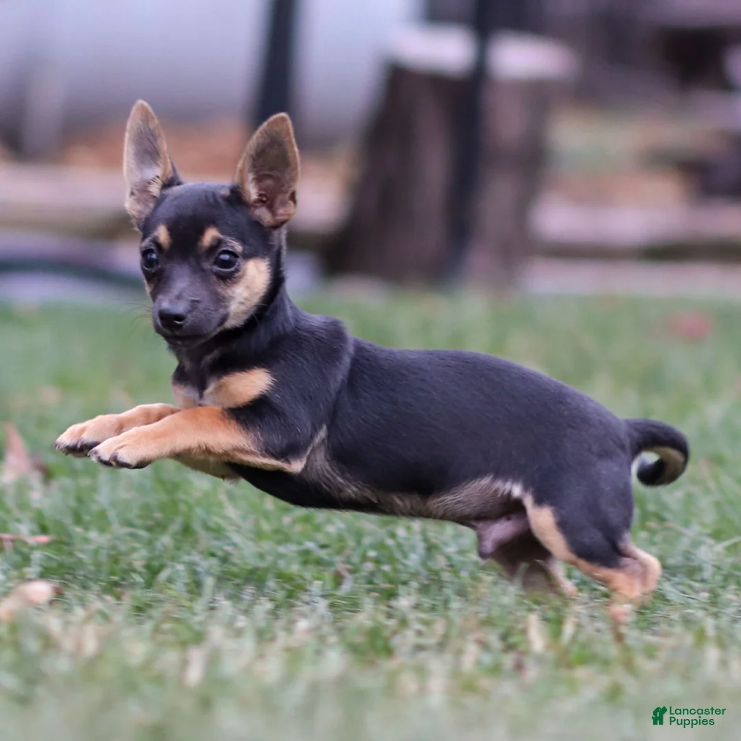 Chihuahua dogs for sale: Preston - Ad 14