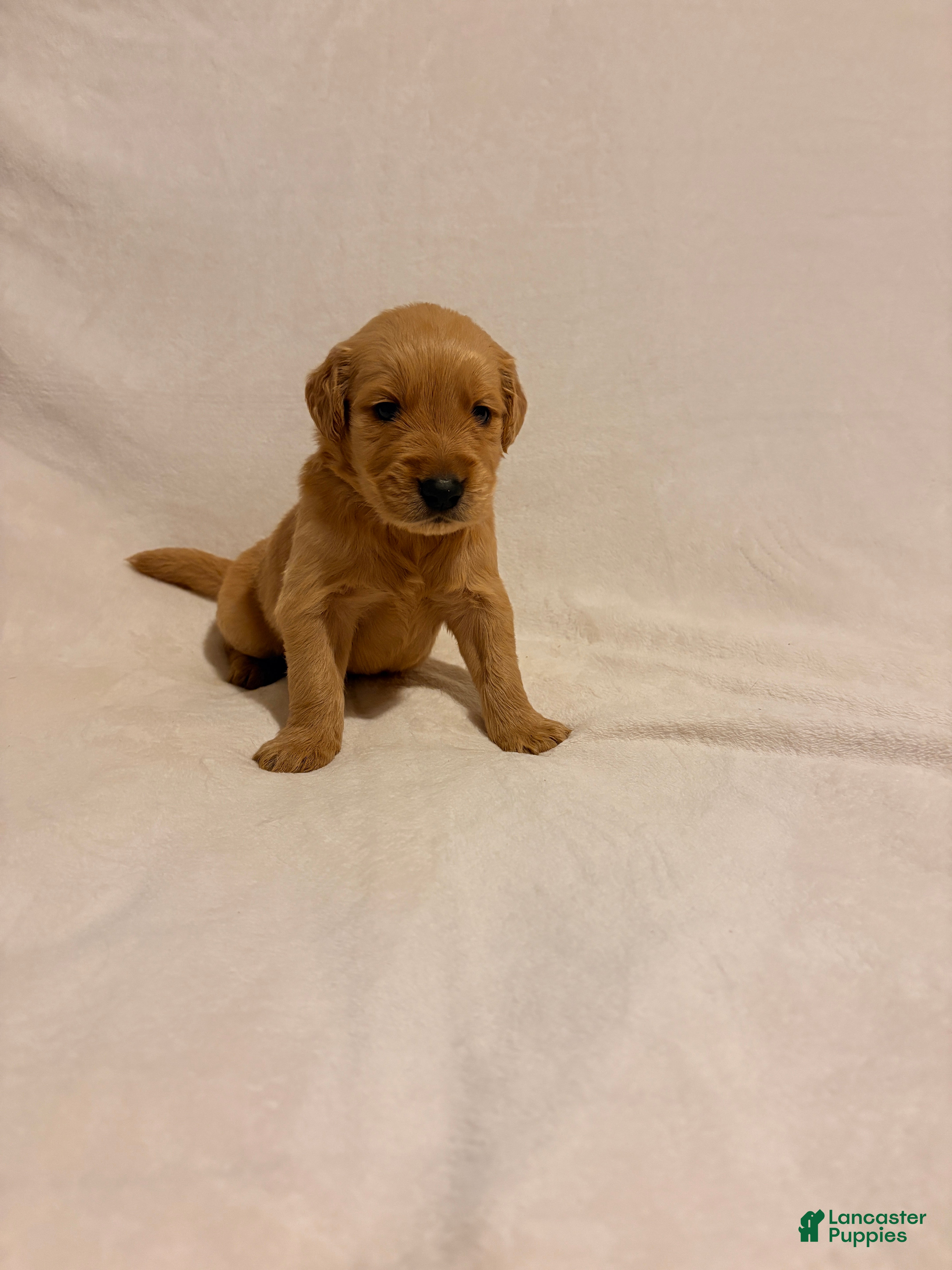 Golden Retriever dogs for sale: Golden Retriever 2 - Ad 2