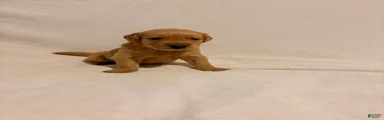 Golden Retriever 2