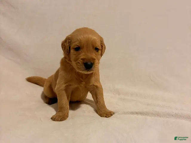 Golden Retriever dogs for sale: Golden Retriever 2 - Ad 40