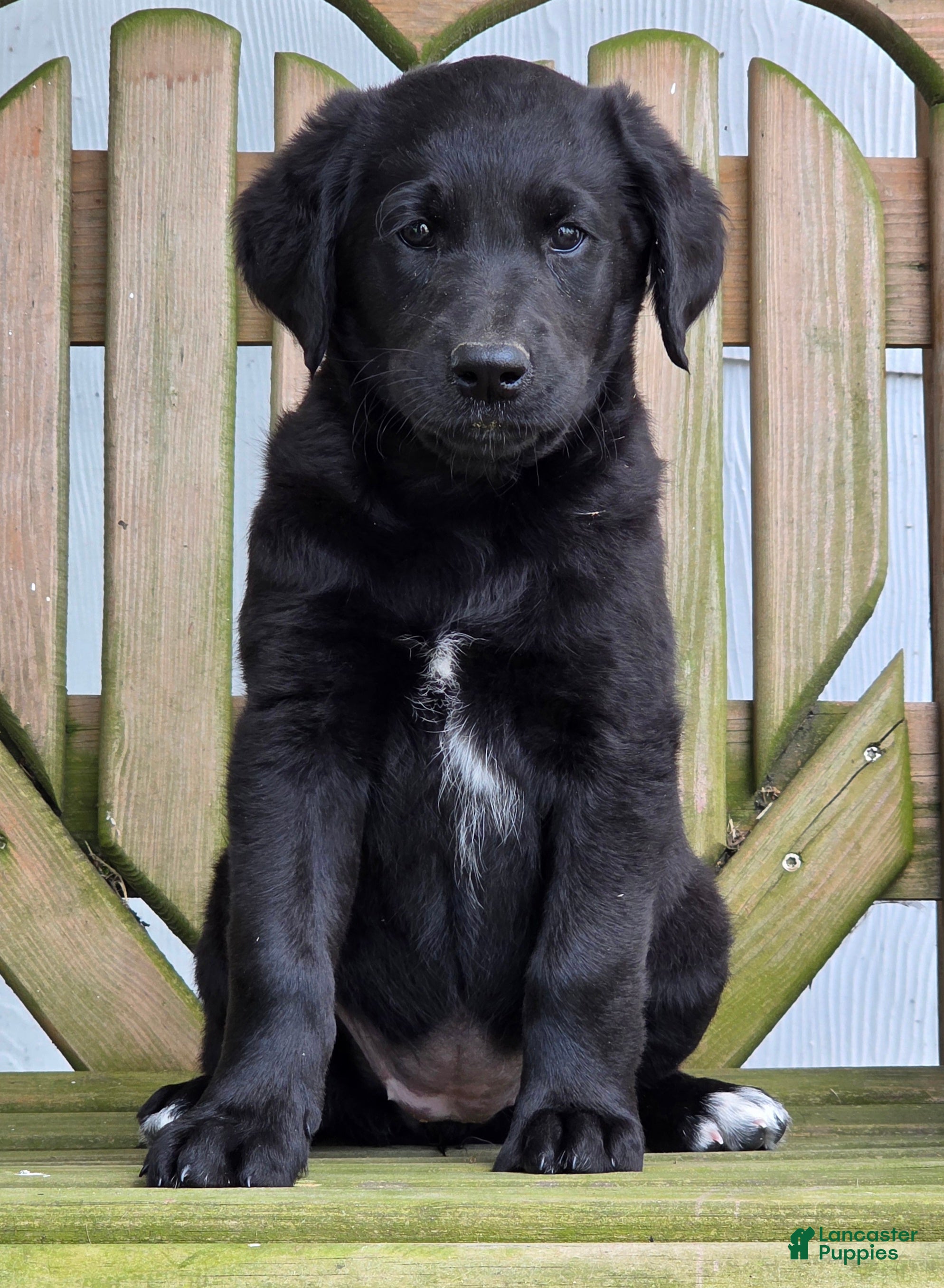 Labradoodle dogs Smudge - Ad 2