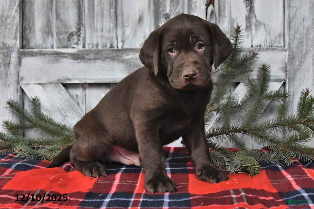 Labrador Retriever dogs for sale: Cody - Ad 5