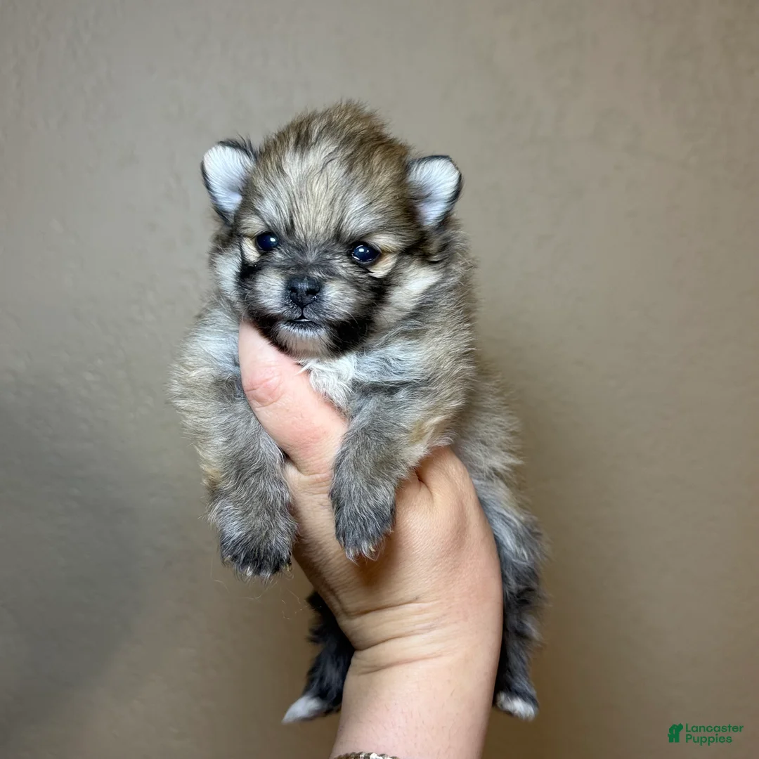 Gallery Image {{count}}