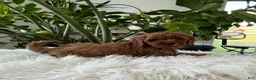 Cavapoo dogs for sale: Darcy  - Ad 5