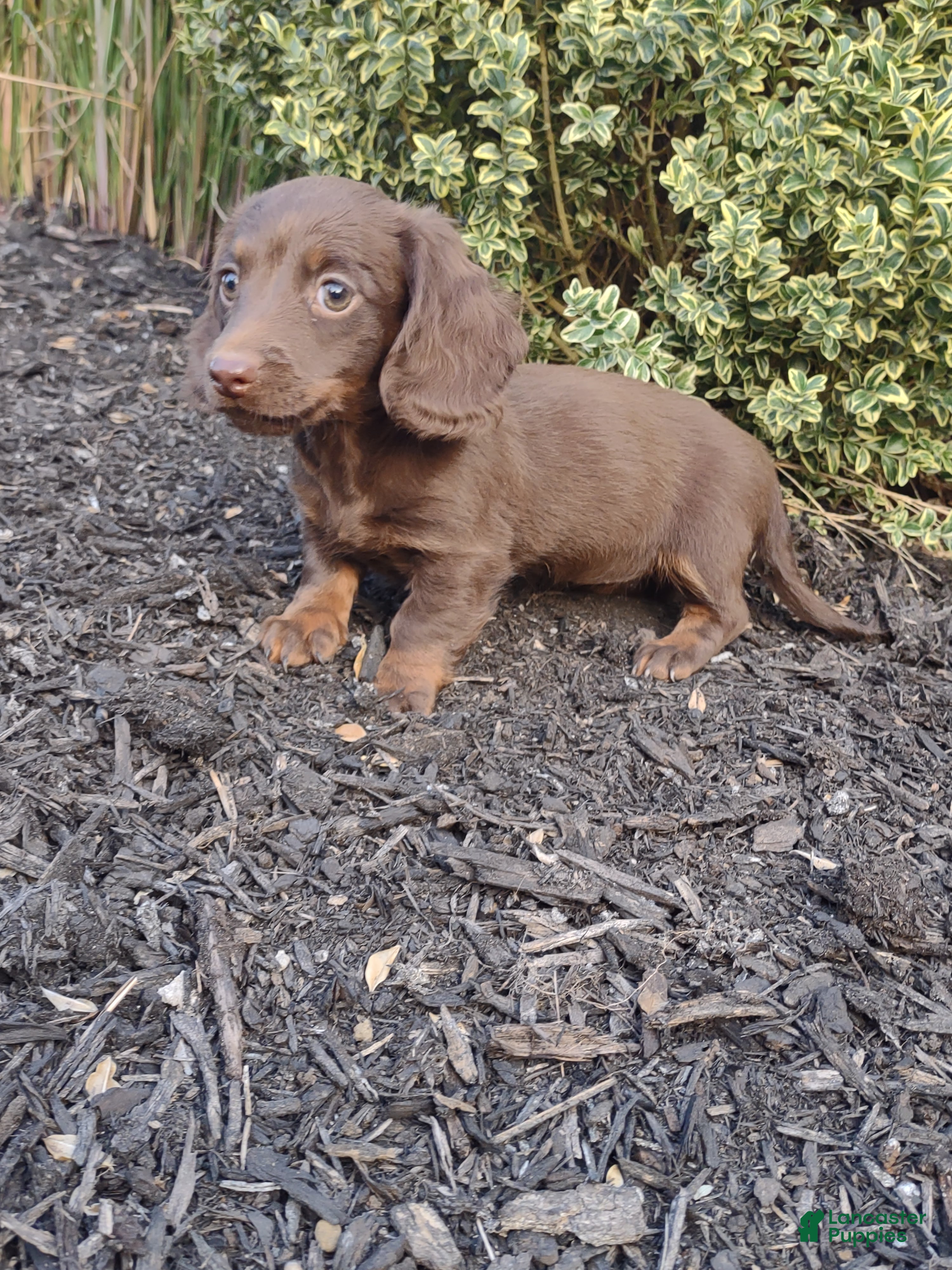 Dachshund dogs Mia - Ad 2