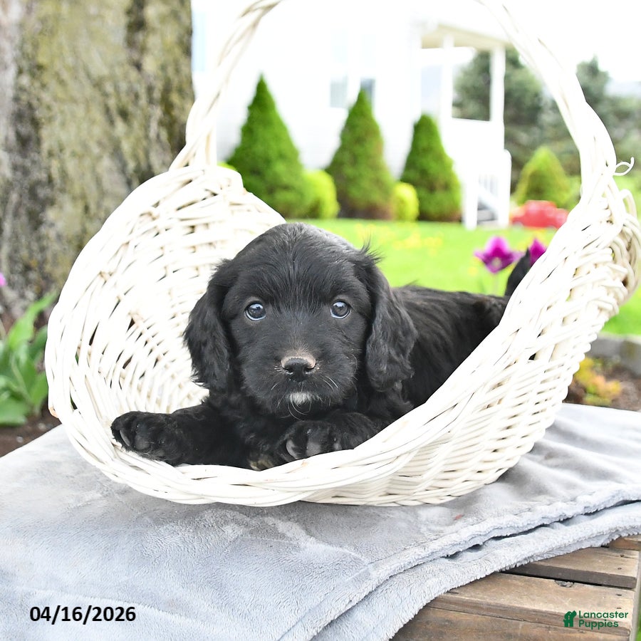 Cavapoo dogs Max - Ad 2