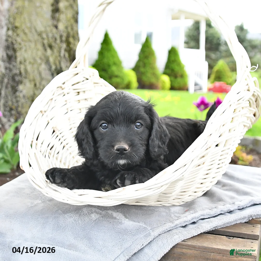 Cavapoo dogs for sale: Max - Ad 2