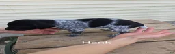 German Shorthaired Pointer dogs for sale: Hank - Ad 4