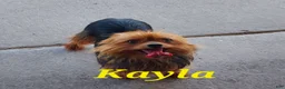 Yorkshire Terrier dogs for sale: Myles - Ad 4
