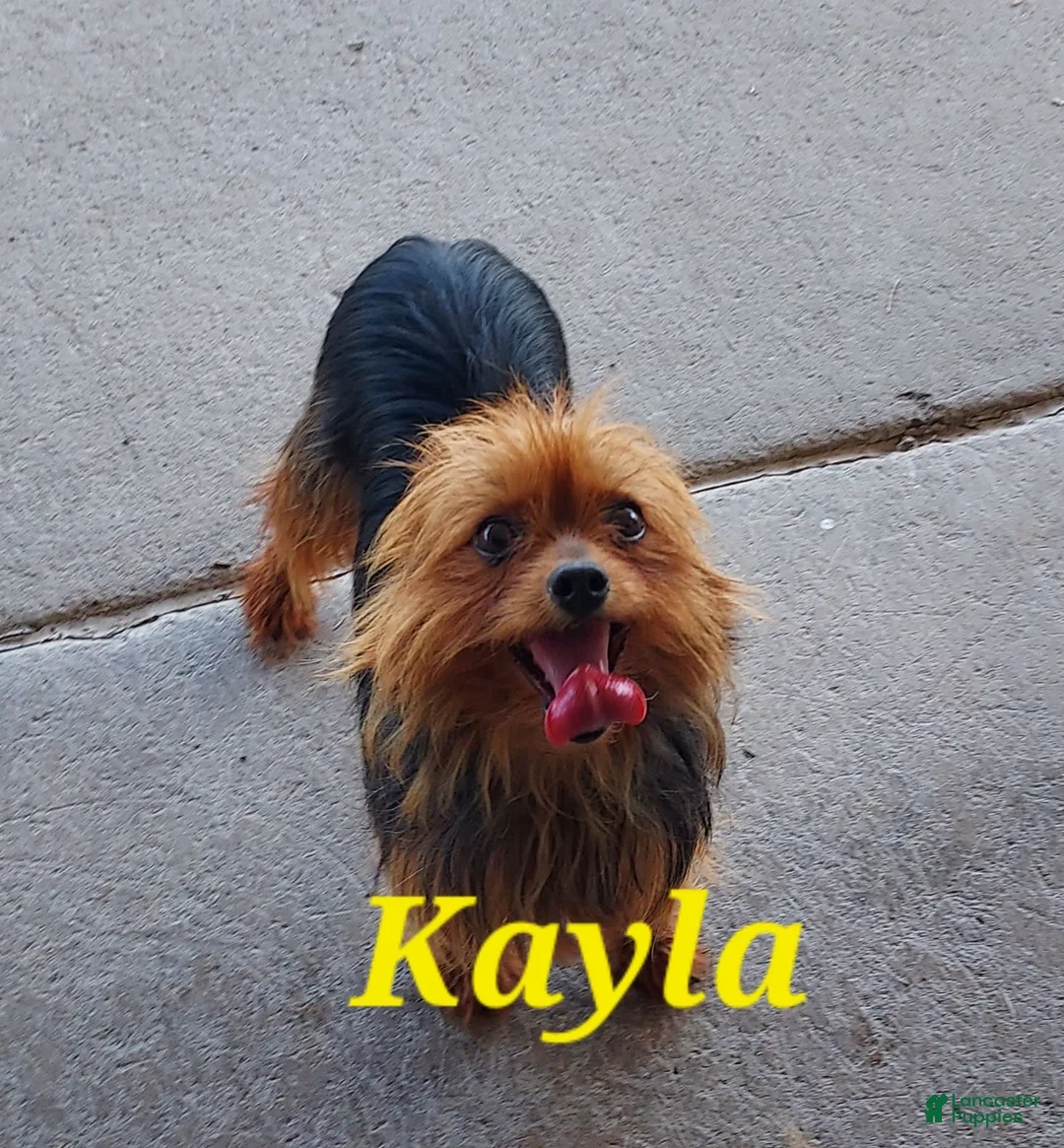 Yorkshire Terrier dogs for sale: Myles - Ad 4