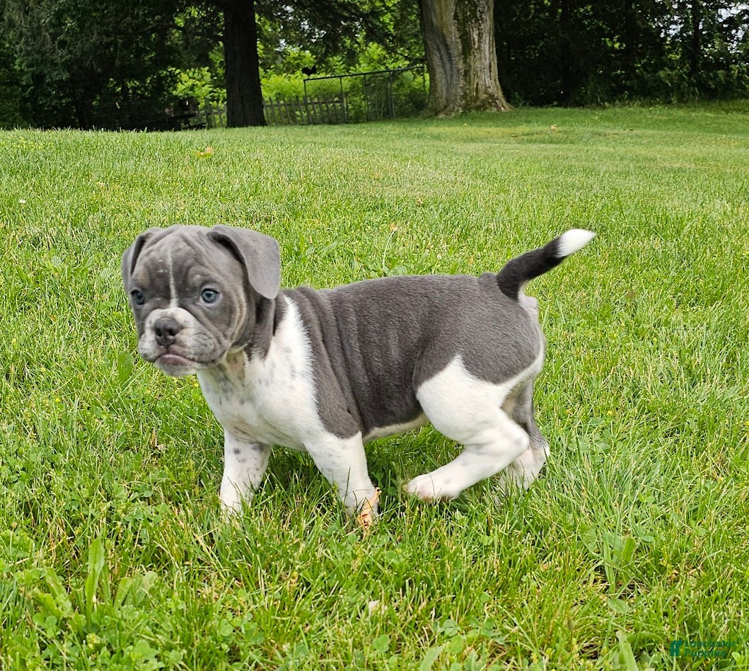 Mixed Breed dogs for sale: Blue Speck - Ad 2