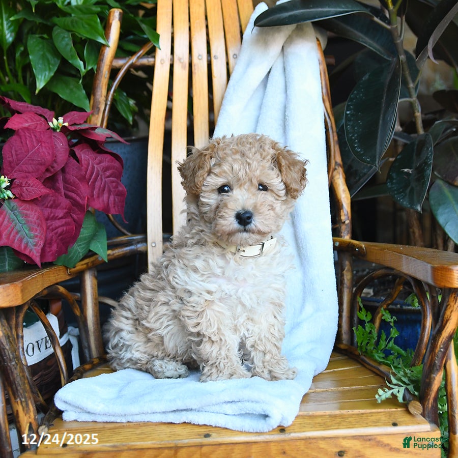 Maltipoo dogs Tyler - Ad 38