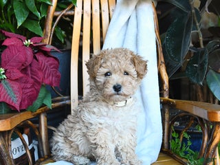 Maltipoo dogs Tyler - Ad 38