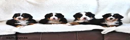 Bernese Mountain Dog dogs for sale: Jax - Ad 5