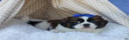 Shih Tzu dogs for sale: REX - Ad 6