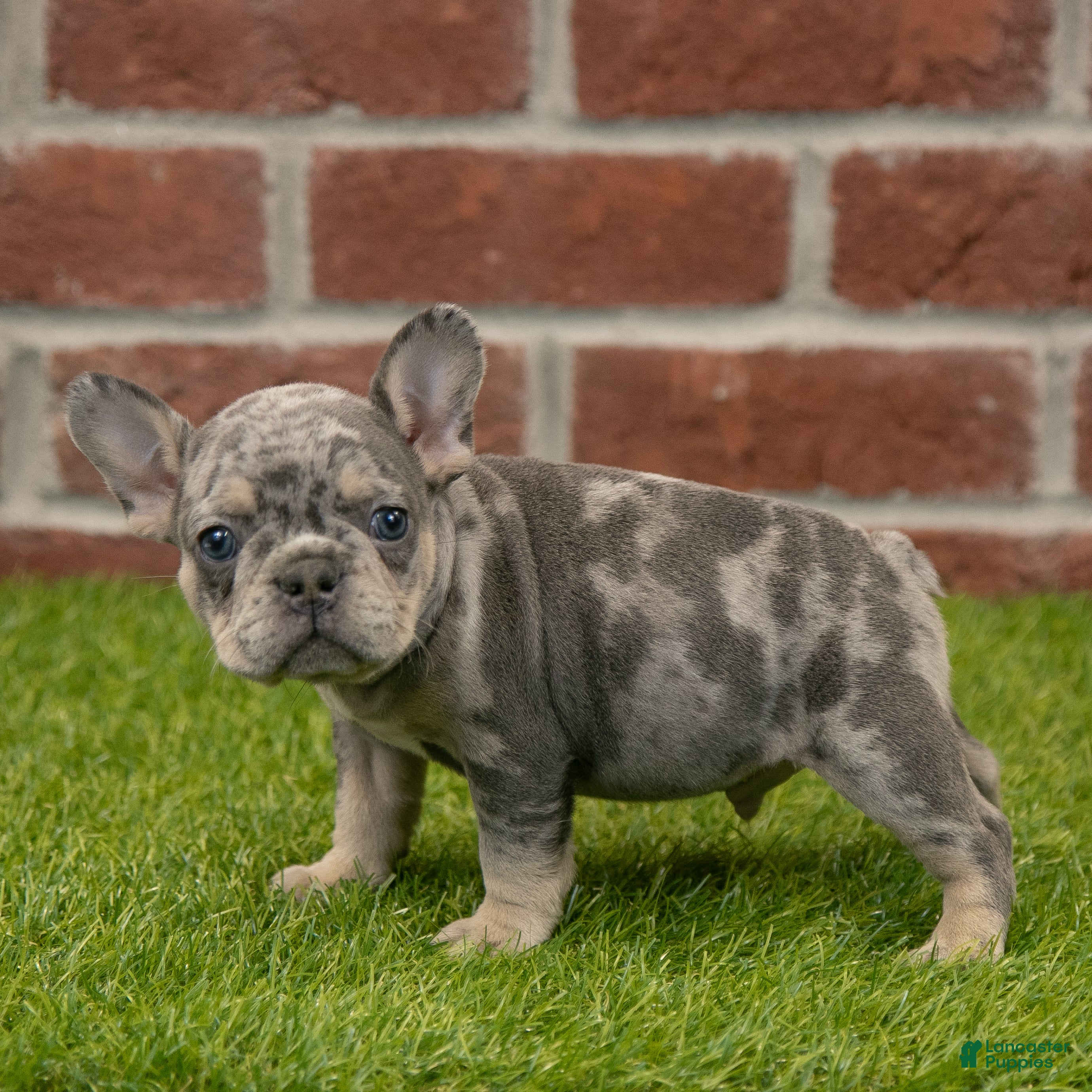 French Bulldog dogs Charlie - Ad 9