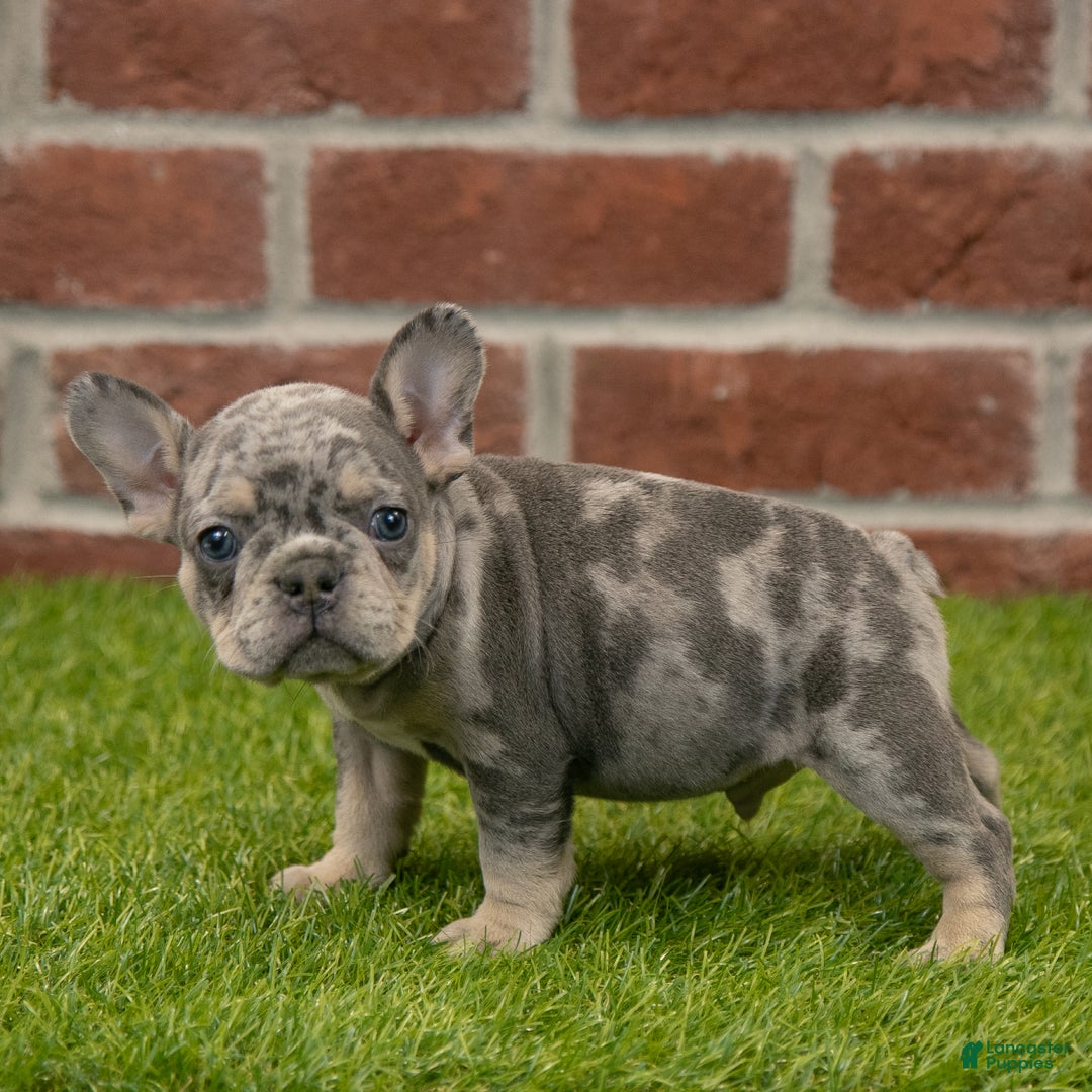 French Bulldog dogs for sale: Charlie - Ad 1