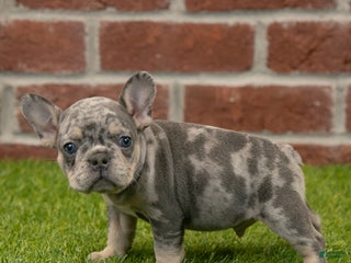 French Bulldog dogs Charlie - Ad 8