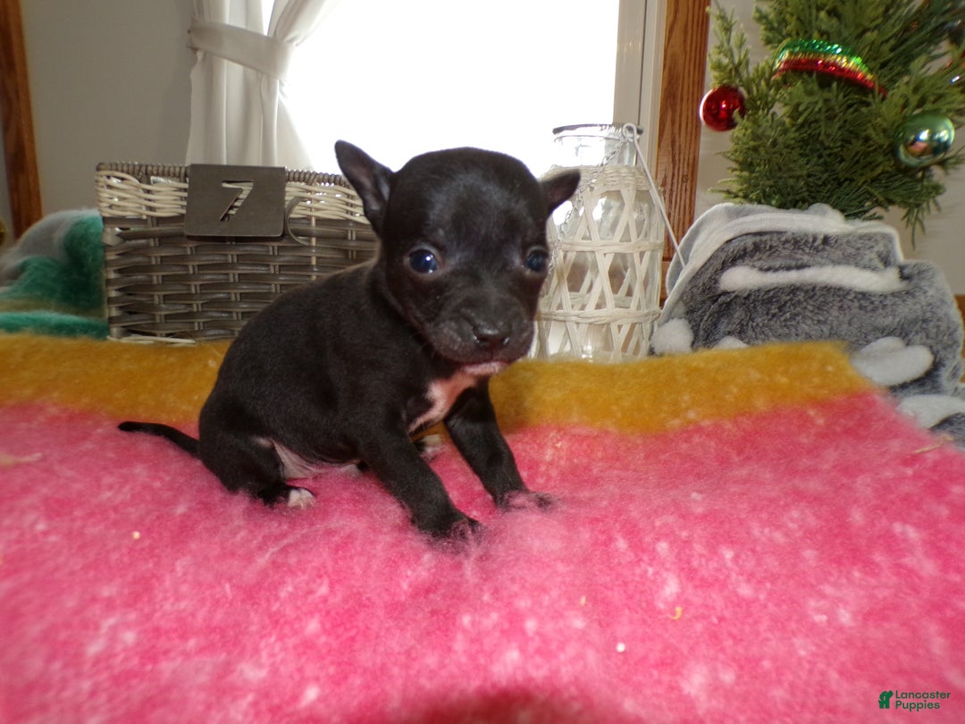 Chihuahua dogs for sale: Chihuahua Puppy 7 Tinker - Ad 2
