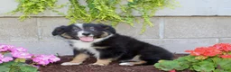 Australian Shepherd dogs for sale: Tucker - Ad 6