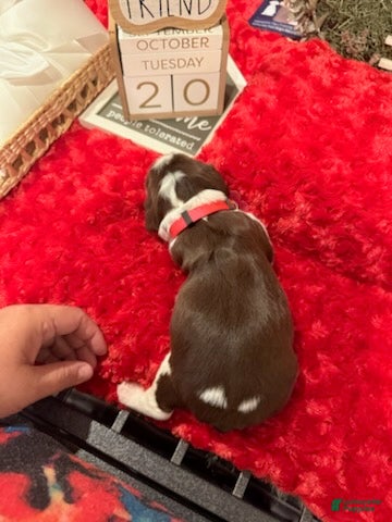 English Springer Spaniel dogs for sale: Hot Pink collar - Ad 2