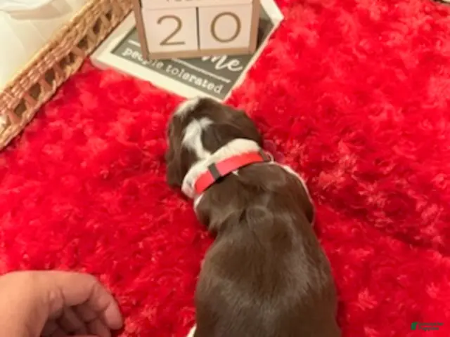 English Springer Spaniel dogs for sale: Hot Pink collar - Ad 2